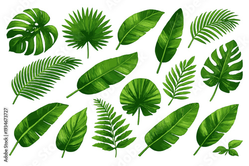 Various green leaves displayed on a white background showcasing their