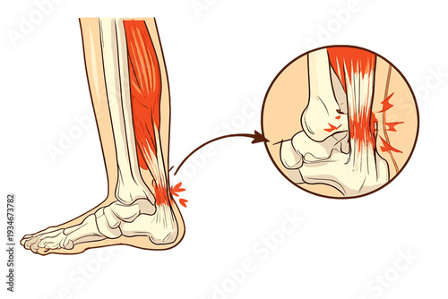 Anatomy of the human leg with focus on ankle joint and muscle