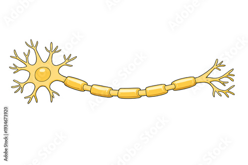 Neurons transmit signals in the brain and nervous system during