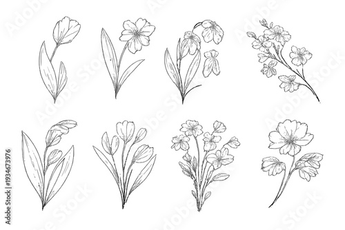 Sketches of various flowers arranged in a row showcasing their shapes