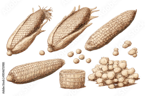 Illustration of corn ears kernels and a basket of vegetables seen in a