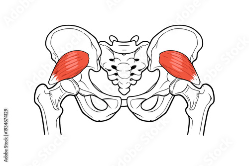 View of human pelvis with highlighted muscles involved in hip movement