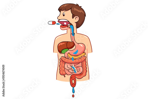 Diagram shows the process of digestion and drug absorption in the