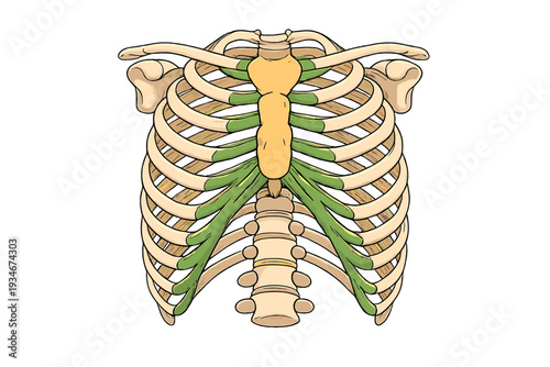 Detailed view of human rib cage and spine with focus on key anatomical