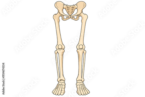 Human skeletal structure showing legs and pelvis in detailed view with