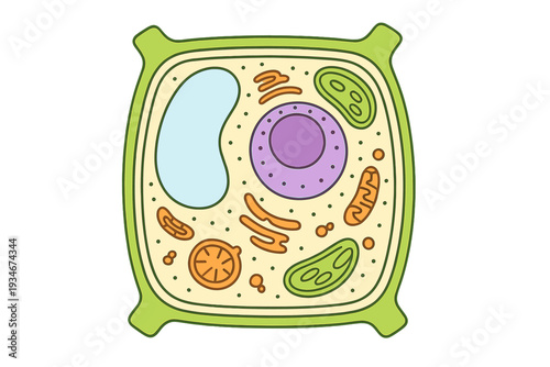 Illustration of a cell with various organelles and structures in a