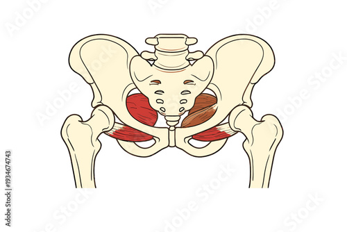 Illustration depicts the human pelvis and surrounding muscles in