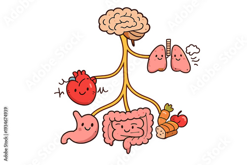 Fun illustration shows human organs connected by nerves in a simple