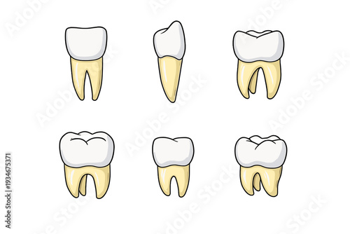 Tooth illustrations showing different types of teeth arranged in