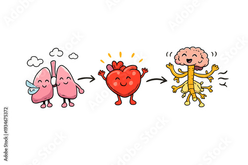 Understanding how lungs heart and brain connect in the human body for