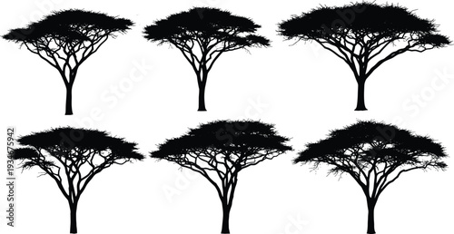 Set of African acacia tree silhouettes for safari landscape, savanna nature, wild environment, sunset background, flat black vector illustration, isolated.