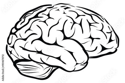 Detailed brain illustration showing anatomical structure and the complexity of neurological network