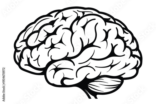The brain is drawn in black and white showing detail and structure