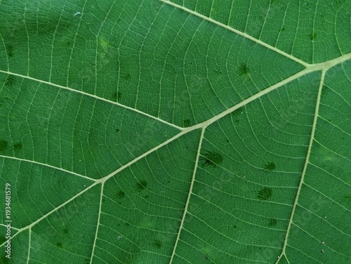 Obraz na plátně Natural green teak leaf texture background with detailed vein patterns and spots
