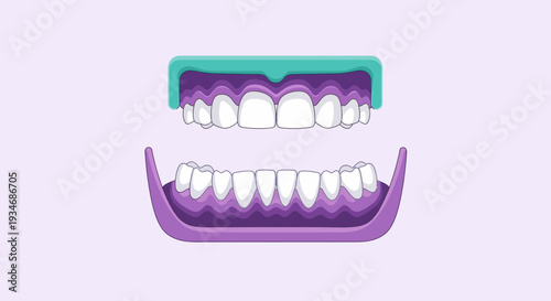 Dental Anatomy Illustration: Upper And Lower Jaw With Teeth In Cartoon Style