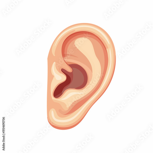 Illustrated human ear anatomical study, medical healthcare concept