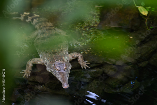Shield‑nosed crocodile in the water behind a plant.