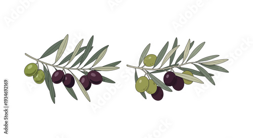 Olive branches with green and ripe black olives on white background.