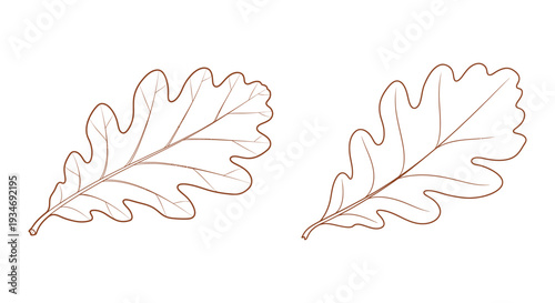 Illustration of two oak leaves with detailed outline on white background.