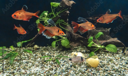 Obraz na plátně Vibrant freshwater aquarium featuring orange Serpae Tetras and a Panda Corydoras