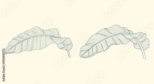 Simple line drawing of two leaves on a pale background.