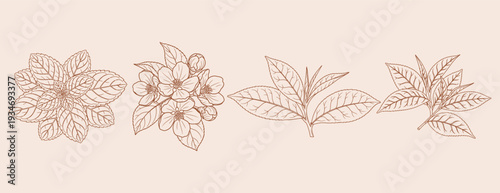 Line art illustrations of flowers and leaves in a minimalist design.