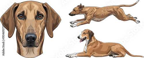 Banjara Hound dog lying down running headshot portrait 
