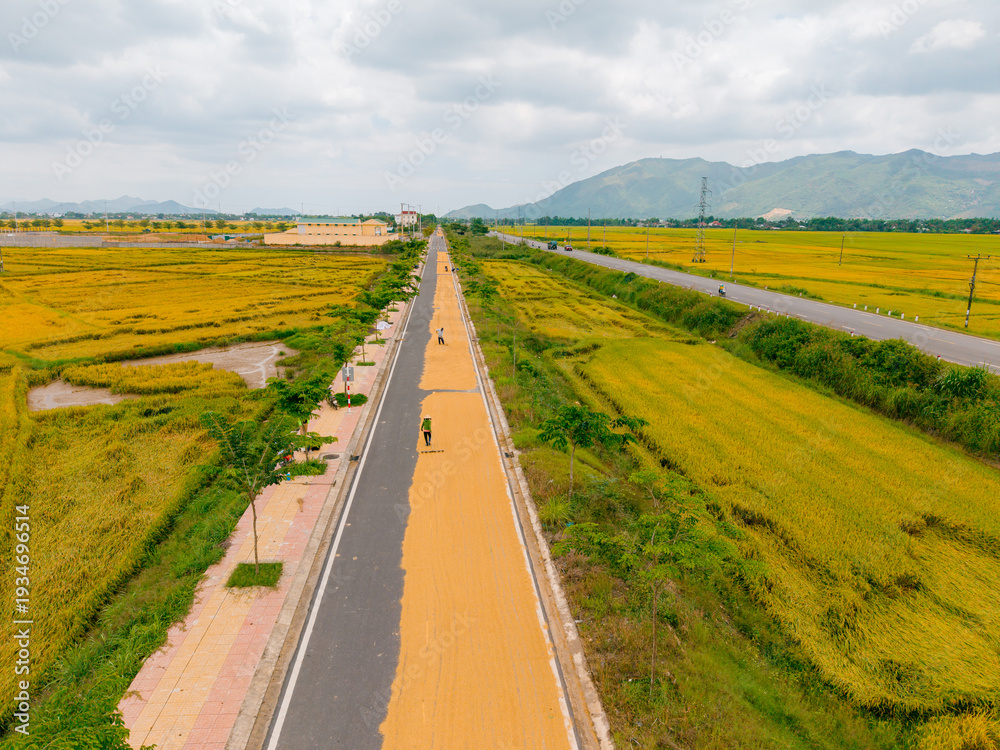 Naklejka premium Aerial view of rice harvest season in vietnam's lush countryside