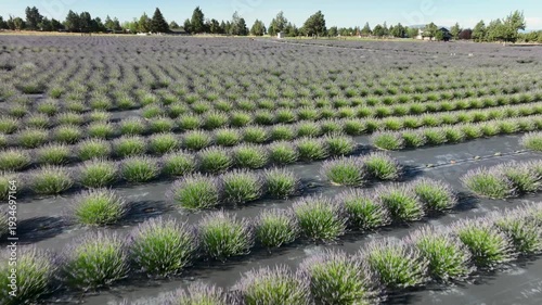 Aerial drone footage over a lavender farm in the American West.