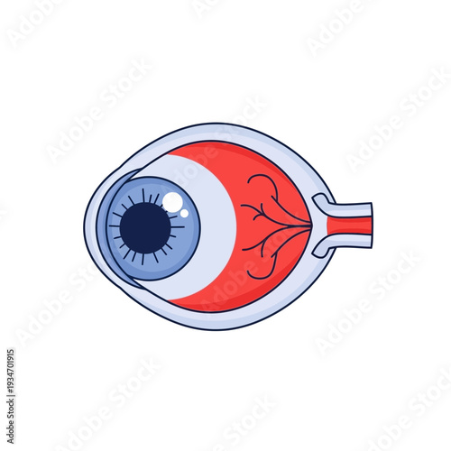 Detailed Anatomical Illustration of a Human Eye Depicting Retina and Pupil Structure