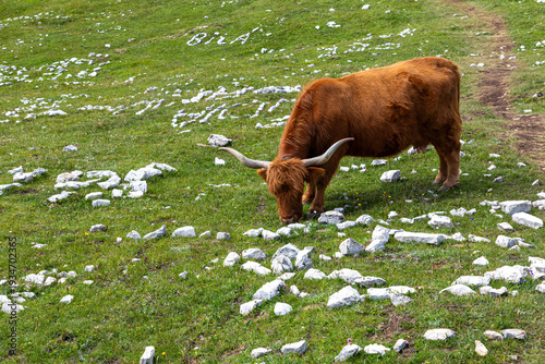 Ox on montain meadow. Dolomites mountains. Italy