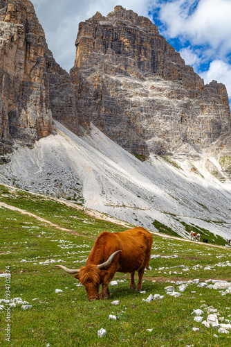 Mountain landscape with ox on meadow. Dolomites mountains. Italy