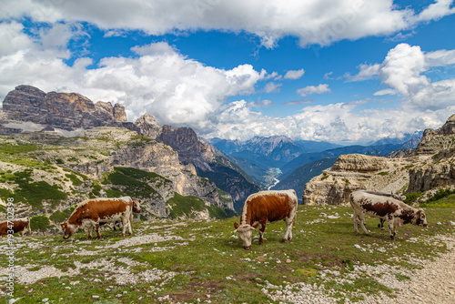 Mountain landscape with cows. Dolomites mountains. Italy
