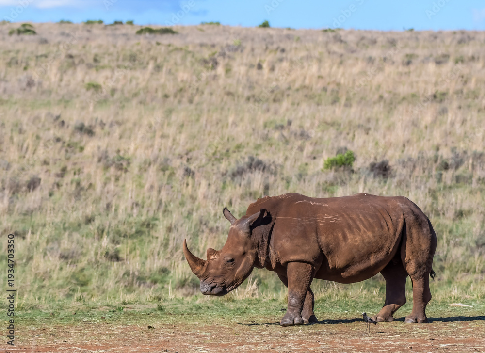 Fototapeta premium Rhino horn portrait in Africa