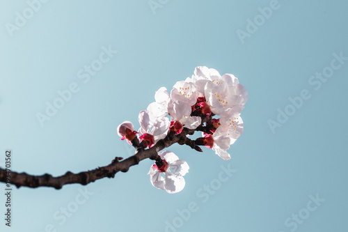  Branche d'abricotier en fleurs sur fond bleu ciel au printemps.
