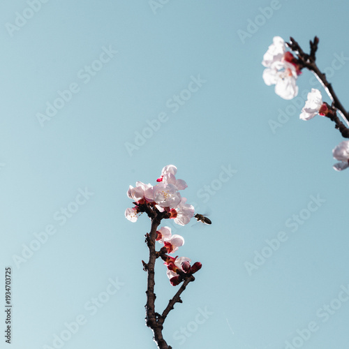  Branche d'abricotier en fleurs sur fond bleu ciel au printemps.