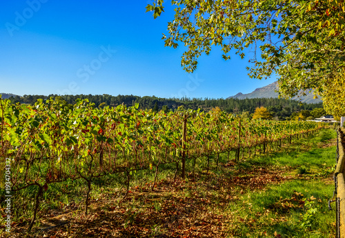 Stellenbosch cape wineland or vineyard of Pinotage grapes in Cape town