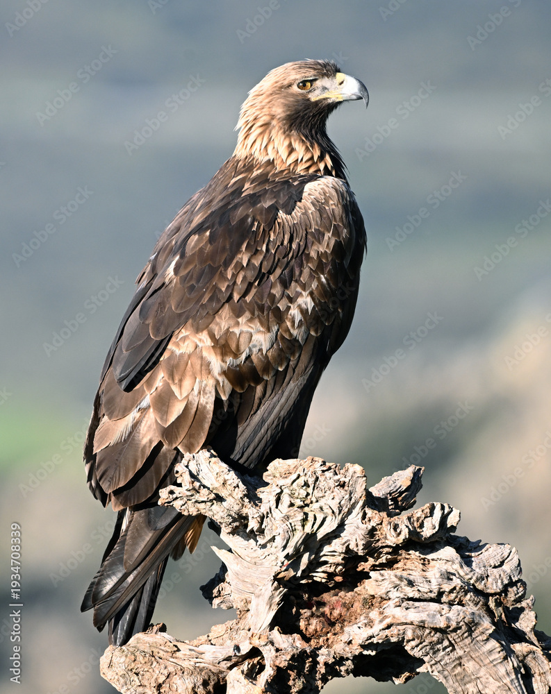 Fototapeta premium a powerful golden eagle in the mountain on spain
