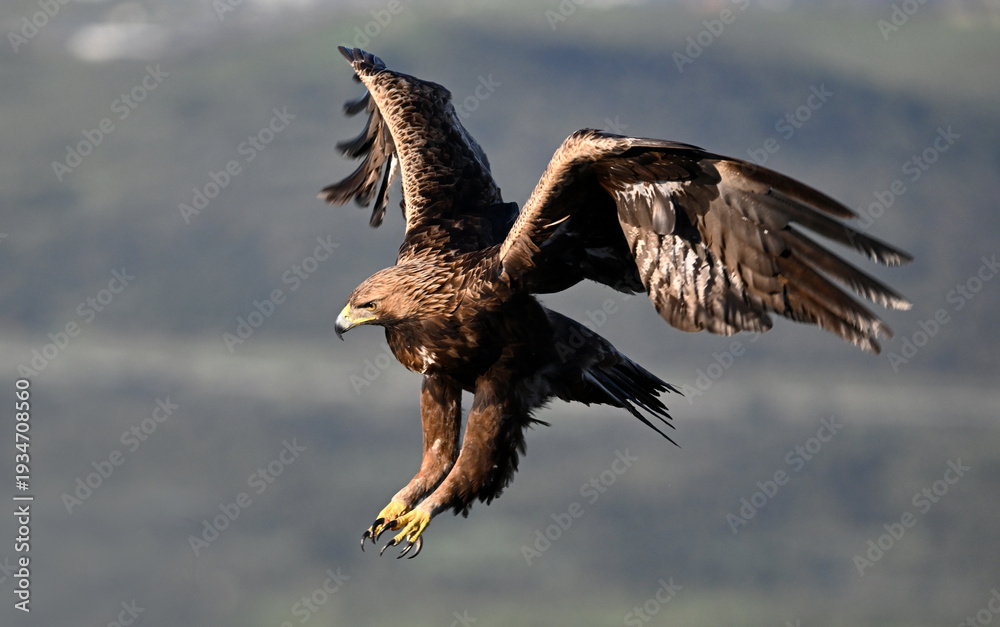 Obraz premium a powerful golden eagle (aquila chrysaetos) in the mountain on spain