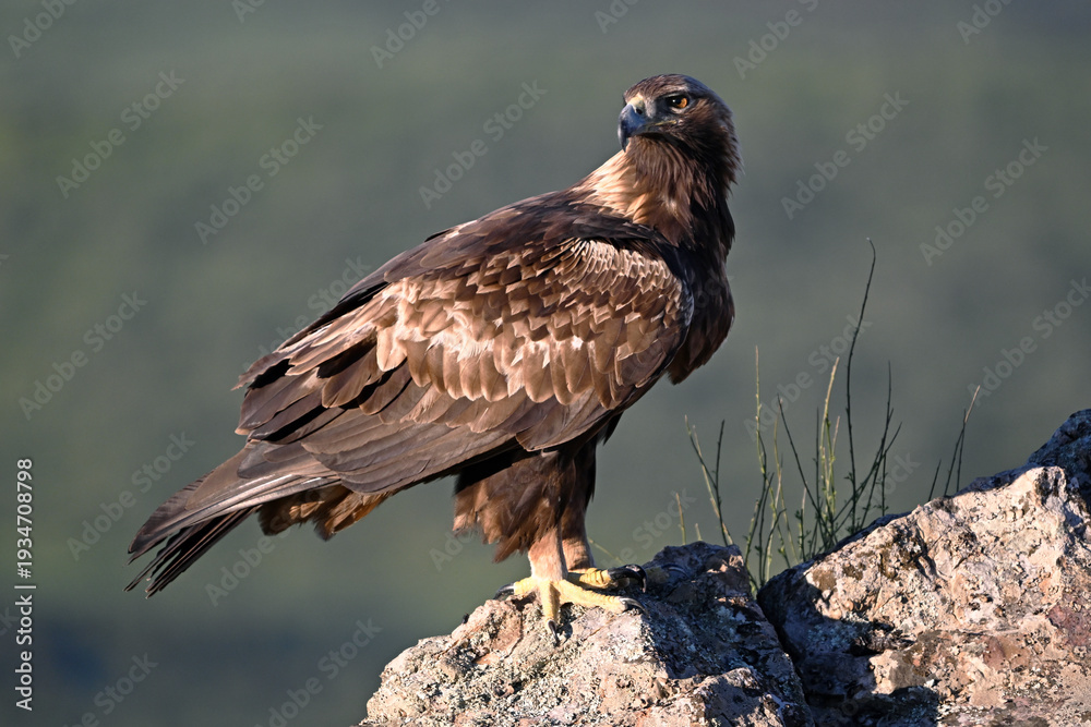 Fototapeta premium a serious eagle in freedom in spain