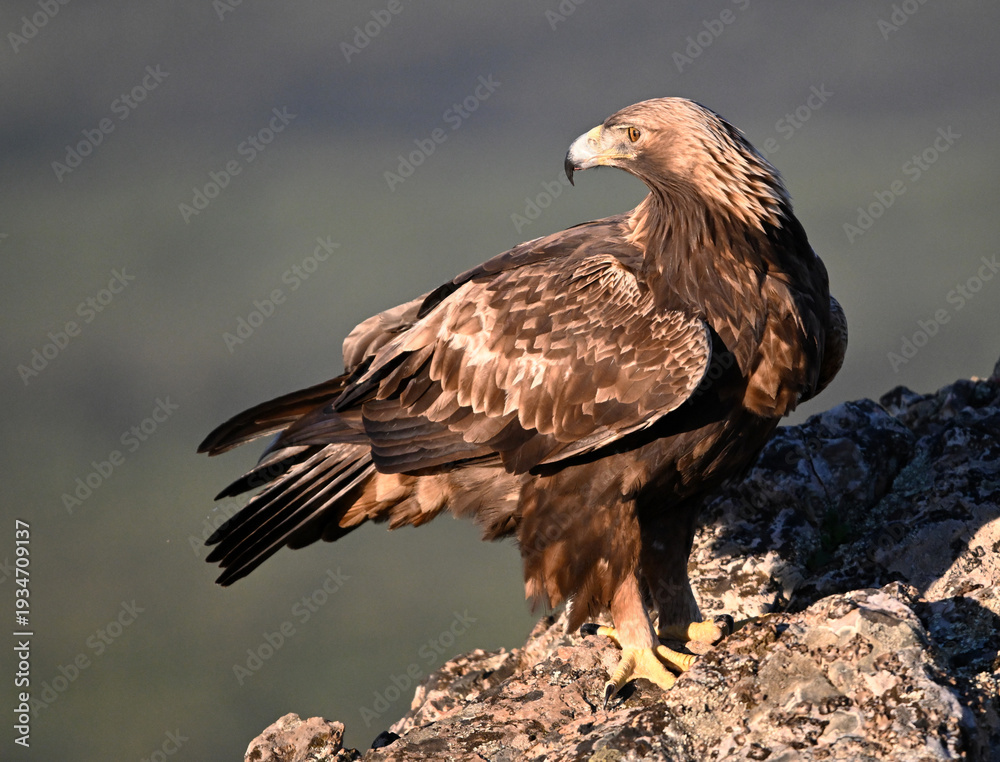 Fototapeta premium a majestic golden eagle in the mountain