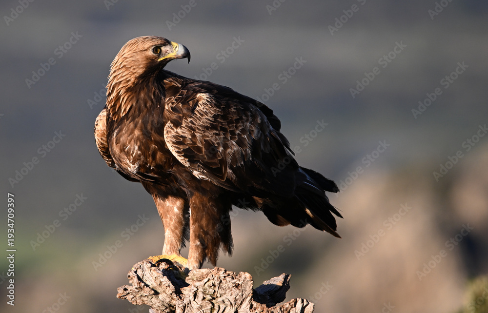 Fototapeta premium a majestic golden eagle in the mountain on spain