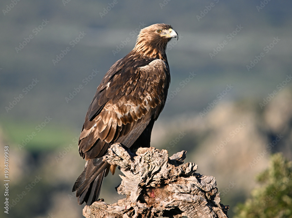 Fototapeta premium a majestic golden eagle in the mountain on spain