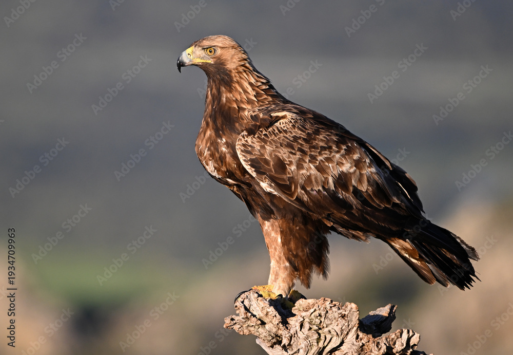 Fototapeta premium a majestic golden eagle in the mountain on spain