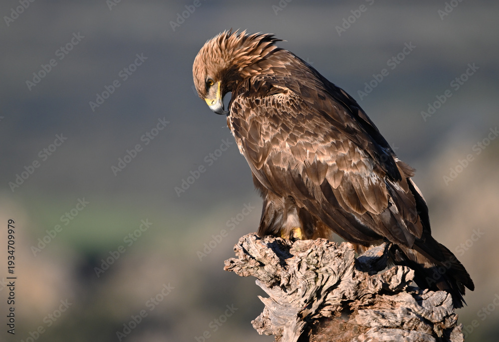 Fototapeta premium a majestic golden eagle in the mountain on spain