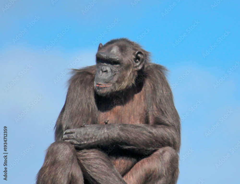Naklejka premium chimpanzé