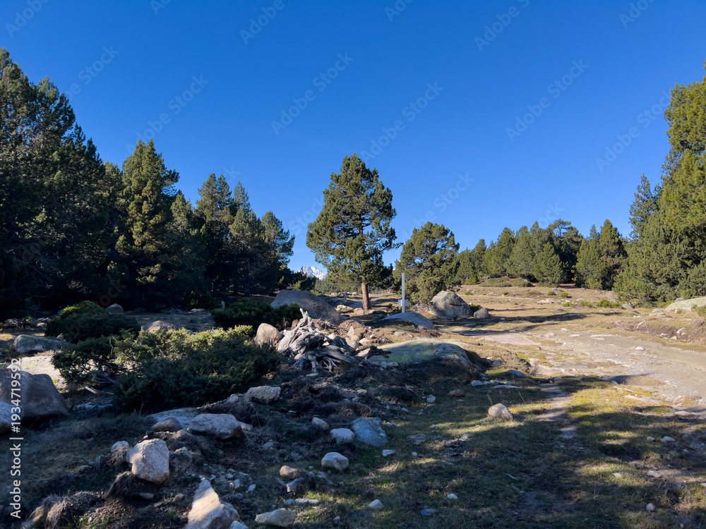 Obraz premium Forest clearing with pines and rocky path in Les Angles