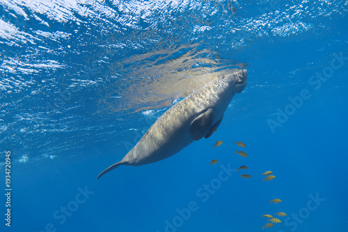 Dugong (Dugong dugon) underwater. Sea cow in the blue sea.