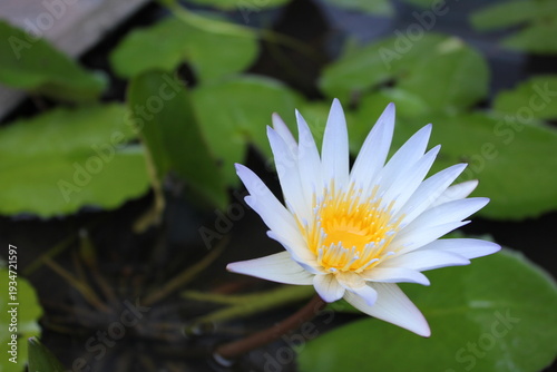 Lotus Lily at pond with green leaves