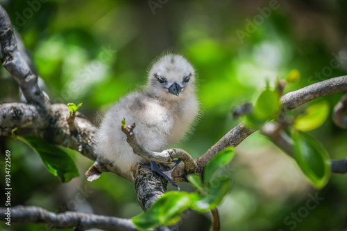 Photos Portrait of a White Tern (Gygis Alba, family Laridae) resting on the branch of a